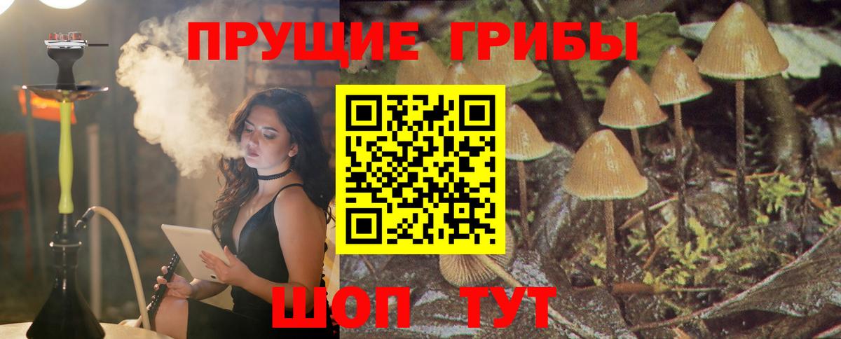 Галлюциногенные грибы Psilocybe Кохма